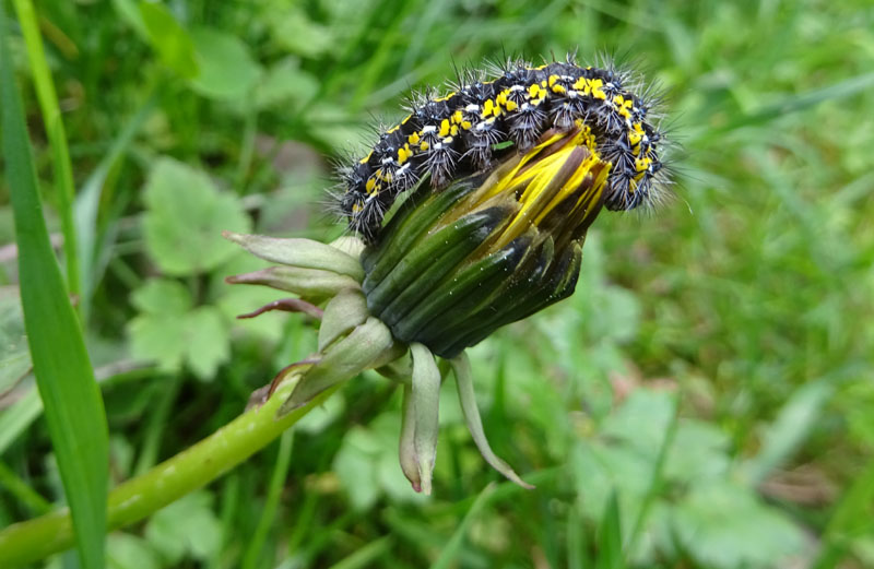 bruco : Callimorpha dominula - Erebidae Arctiinae